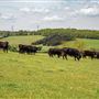 Foxfield Farm