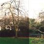 Arundel & Elgin Communal Gardens