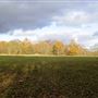 Wimbledon Common