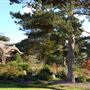 Royal Botanic Gardens, Kew