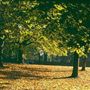 Green Park, The