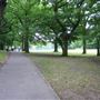 Cherry Tree Wood