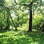 Oxleas Woods, Jack Wood and Castlewood