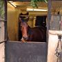 Hyde Park Stables