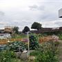 Gibbons Road Allotments
