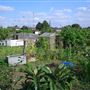 White Hart Lane Allotments