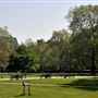 Grosvenor Square Gardens