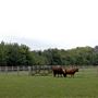 Newham City Farm