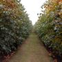 Capel Manor College and Gardens