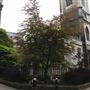 St Dunstan in the East Church Garden