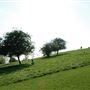 Primrose Hill