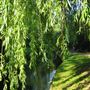 New River Path - Heritage Section