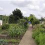 Birchen Grove Allotments