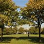 Hilly Fields