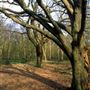 Hainault Forest