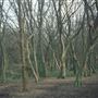 Hainault Forest