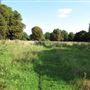Pesthouse Common