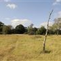 Barnes Common