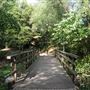 Russia Dock Woodland