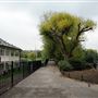 South Norwood Lake