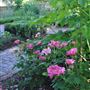 Chelsea Physic Garden
