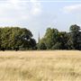Richmond Park