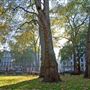 Berkeley Square