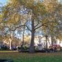 Cavendish Square
