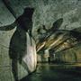 The Vaults