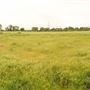 Walthamstow Marshes