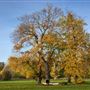 Morden Hall Park