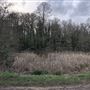 Wanstead Park
