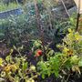 Grange Lane Allotments