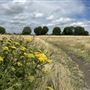 Leyton Marsh