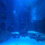 SEA LIFE London Aquarium