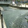 Brentford Lock