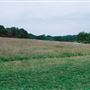 Trent Park