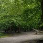 Highgate Wood