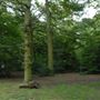 Highgate Wood