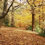 Queen's Wood