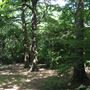Queen's Wood