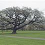 Bruce Castle Park