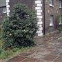 Hopton's Gardens