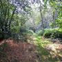 Mad Bess Wood