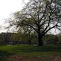 Brunswick Square Gardens