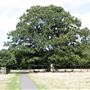 Bushy Park