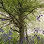 Blackbush & Twenty Acre Shaw Woods