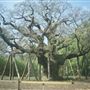 Hainault Forest