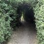 Whitings Wood
