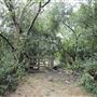 Whitings Wood